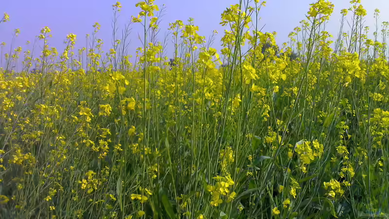 Senf im eigenen Garten anbauen und selbst herstellen - Der große Ratgeber