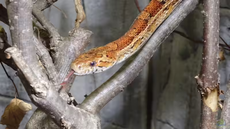 Seriöse Schlangenzüchter finden: So geht’s!