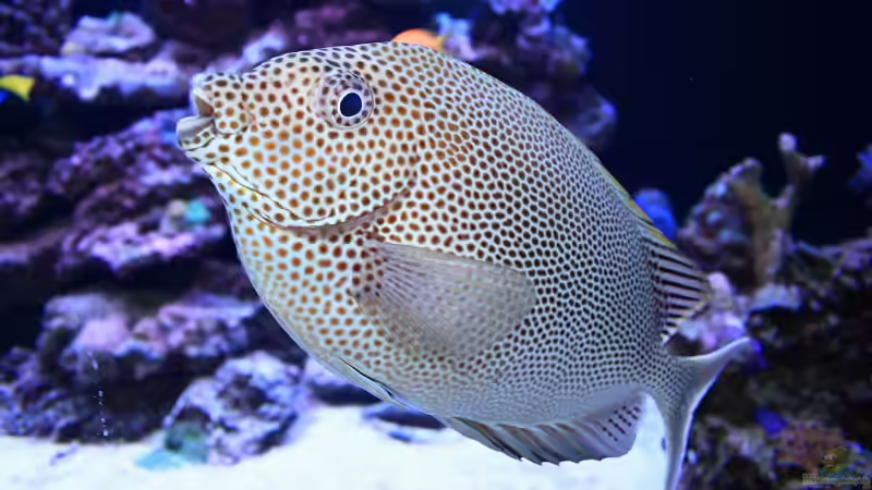 Aquarien mit Siganus stellatus (Kaninchenfisch)