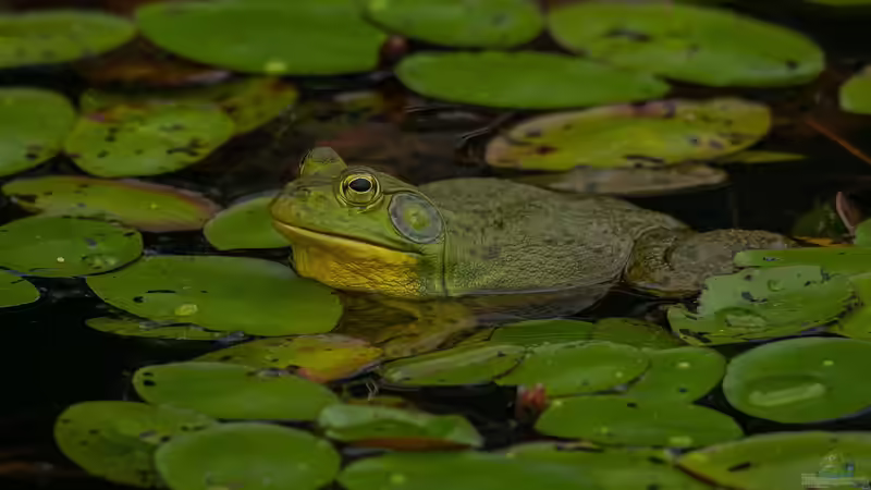Sind Ochsenfrösche invasiv? - Ein umfassender Terrarium-Guide zu einem umstrittenen Amphibienriesen