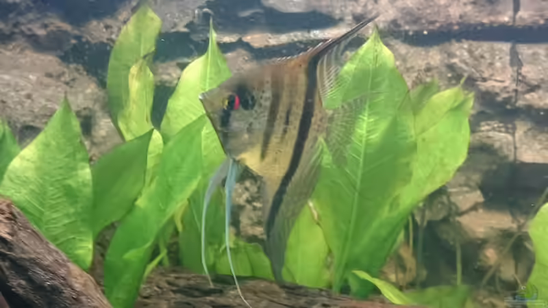 Echinodorus bleheri im Garten pflanzen (Einrichtungsbeispiele mit Breitblättrige Schwertpflanze)