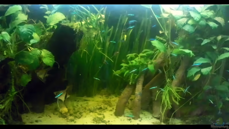 Skalare und Neons Skalare und Neons