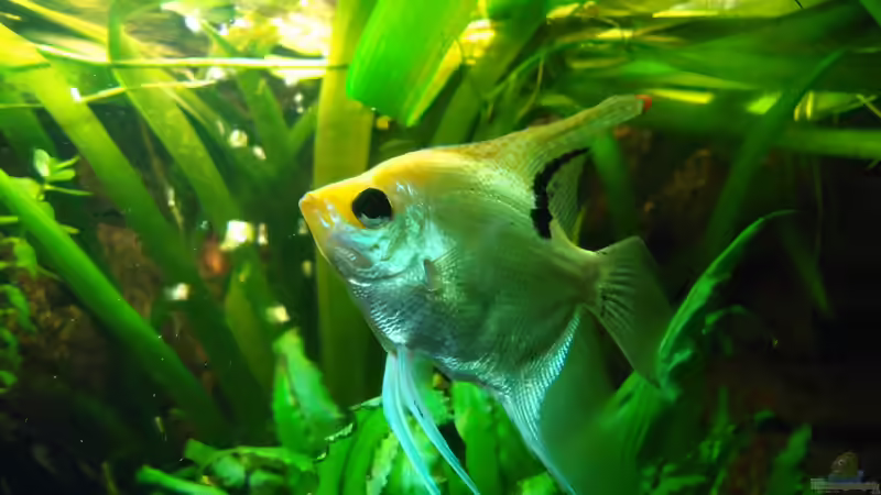 Skalarmännchen (Jack) Skalarmännchen (Jack)