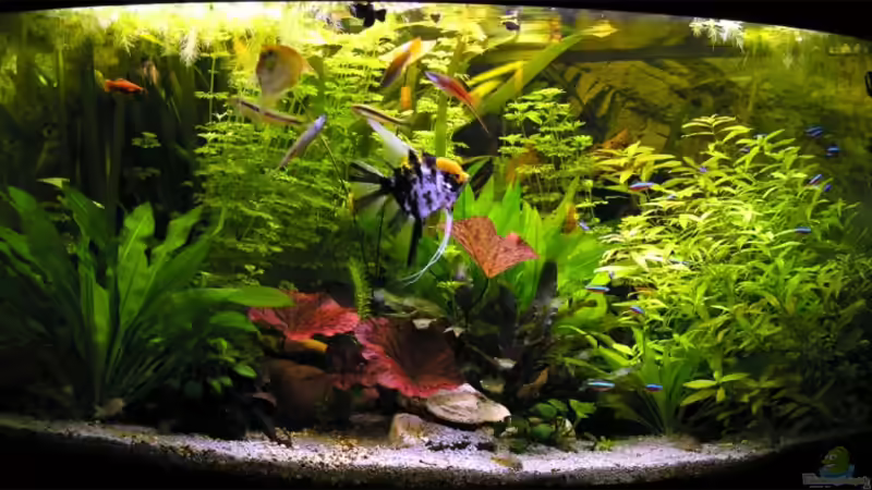 So ähnlich sieht es derzeit aus ... So ähnlich sieht es derzeit aus ...