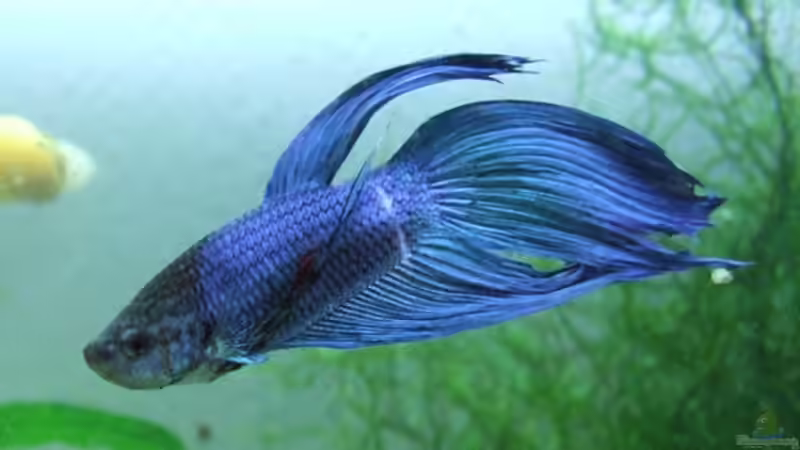 so einer soll es werden so einer soll es werden