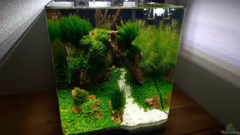 So finden Aquascaper die passende Aquarienkombination