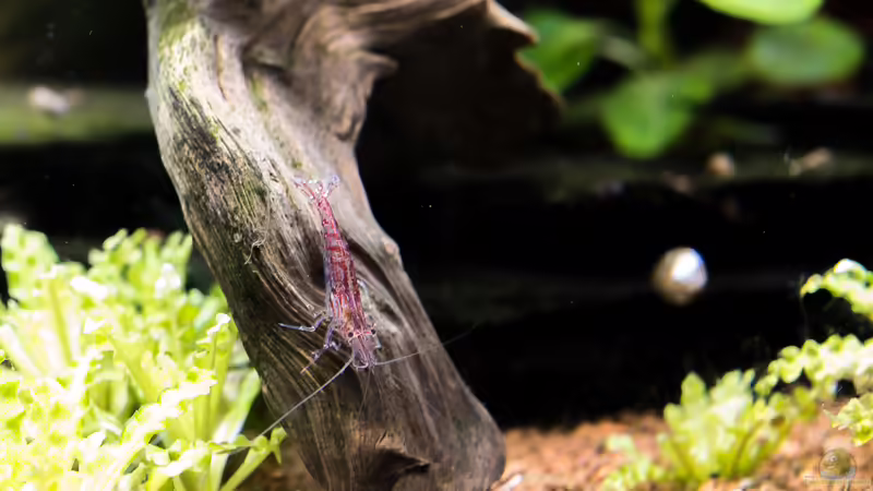 So findest du das richtige Deko-Holz für dein Aquarium