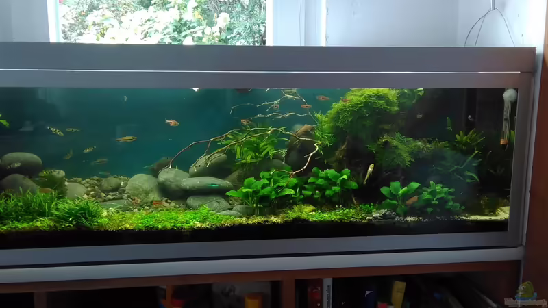 So geht Aquascaping: Naturlandschaften im Aquarium