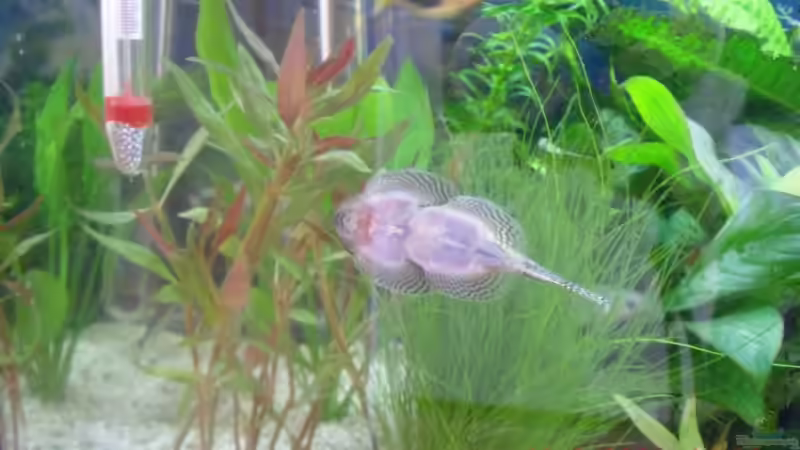 so sah es mal aus so sah es mal aus