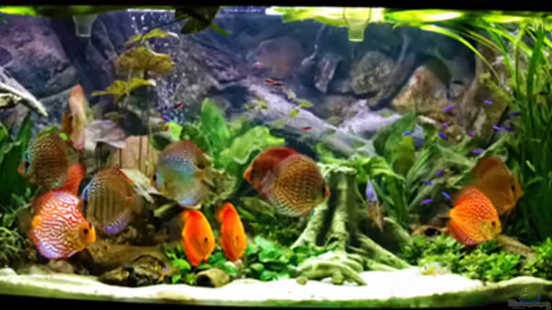 So sieht es aus ... So sieht es aus ...