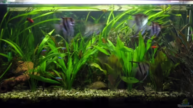 so sieht mein derzeitig bunt gemischtes Becken aus so sieht mein derzeitig bunt gemischtes Becken aus