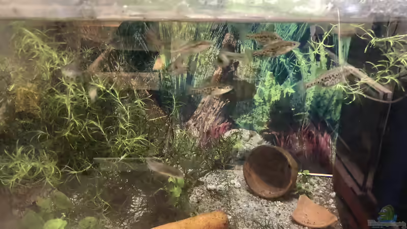 SOKO Hochlandkärpflinge