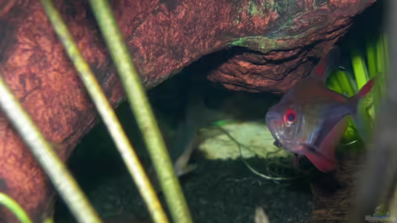 Aquarien mit Hyphessobrycon bentosi (Sichelsalmler)