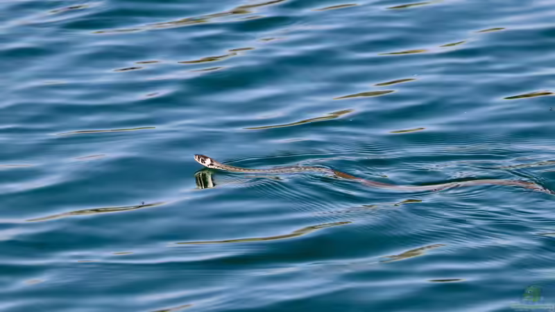 Sorge um Teichfische - Wie viel frisst eine Ringelnatter wirklich?