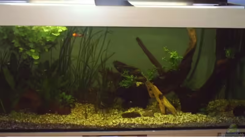 Sorry das da?? bild so schlecht ist bald kommt besseres Sorry das da?? bild so schlecht ist bald kommt besseres