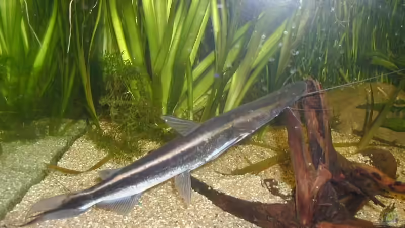 Sorubim lima im Aquarium halten (Einrichtungsbeispiele für Spatelwelse)