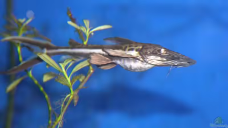 Aquarien mit Sorubimichthys planiceps (Einrichtungsbeispiele für Breitmaul-Spatelwels)