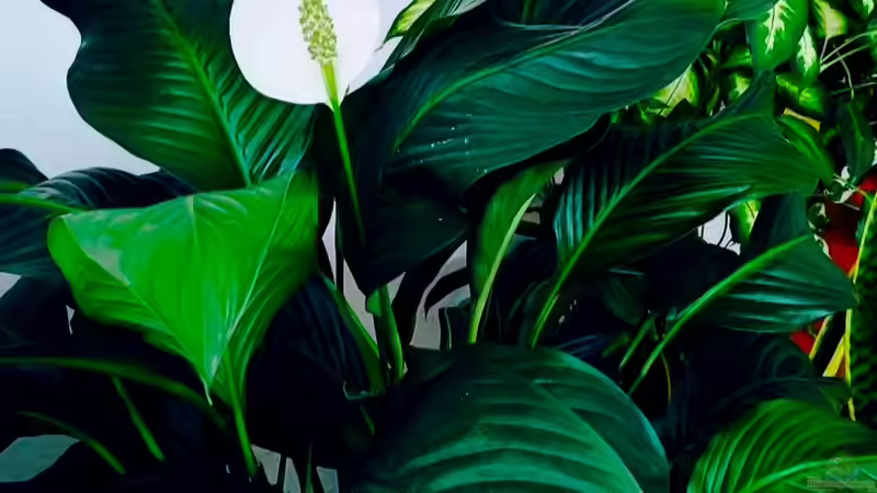 Spathiphyllum wallisii / Friedenslilie, Blattfahne, Scheidenblatt