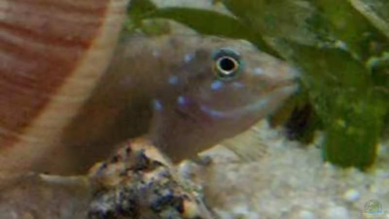 Spathodus im Aquarium halten (Einrichtungsbeispiele für Spathodus-Arten)