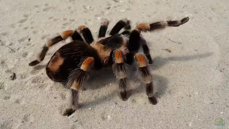 Spinnen: Ekelig oder doch faszinierend?
