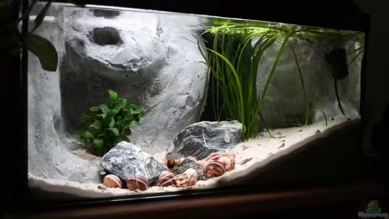 Stand 19.10.08 Vom Gesellschaftsbecken zum Tanganjika-Artenbecken! Stand 19.10.08 Vom Gesellschaftsbecken zum Tanganjika-Artenbecken!