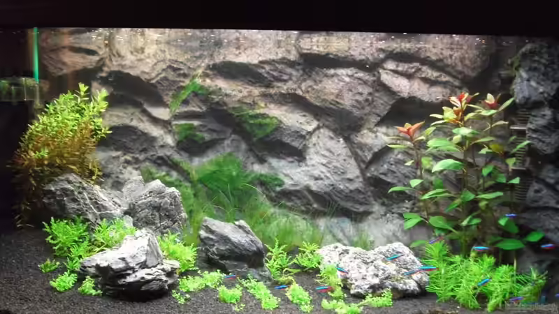 Stand vom 03.09.2010; Pflanzen müssen noch wachsen Stand vom 03.09.2010; Pflanzen müssen noch wachsen