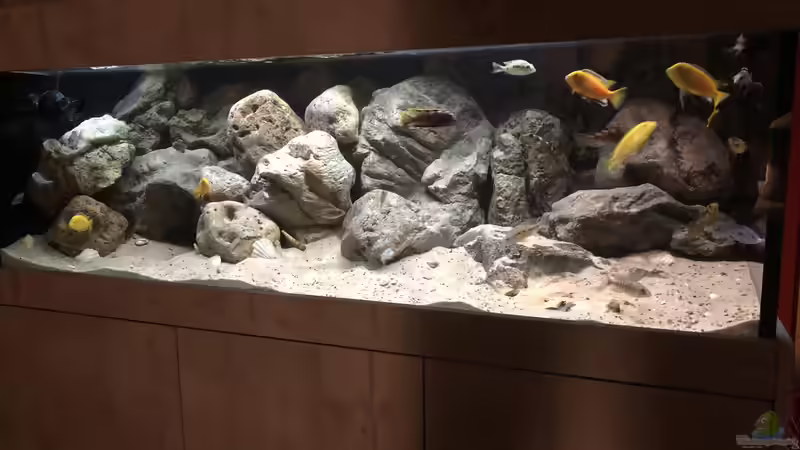 Steinaufbauten für Mbunas aus dem Malawisee - so planst du richtig