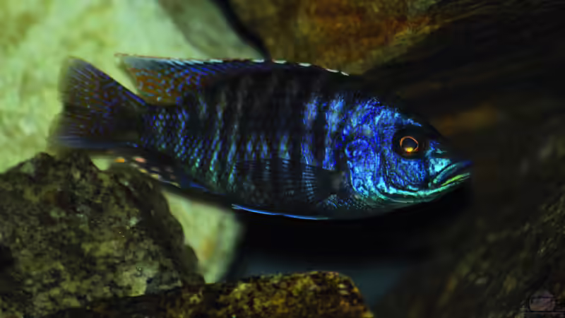 Einrichtungsbeispiele für Aquarien mit Stigmatochromis