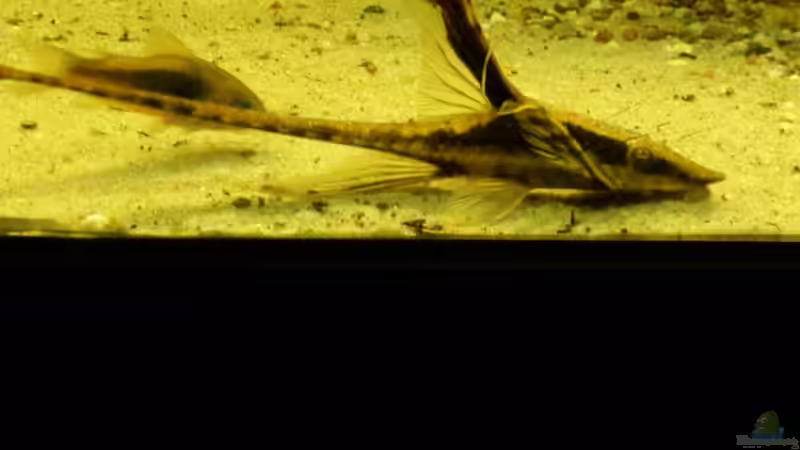 Aquarien mit Sturisoma panamense (Panama Störwels)