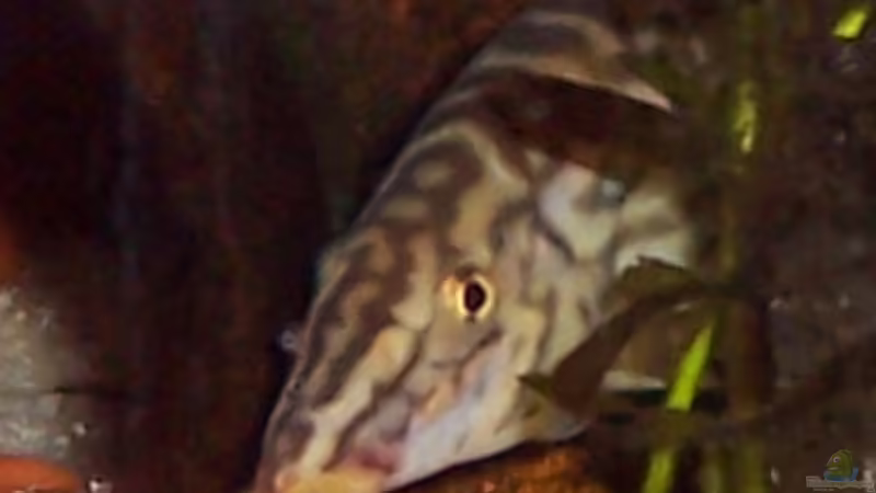 Subadulte Netzschmerle (Männchen) Subadulte Netzschmerle (Männchen)