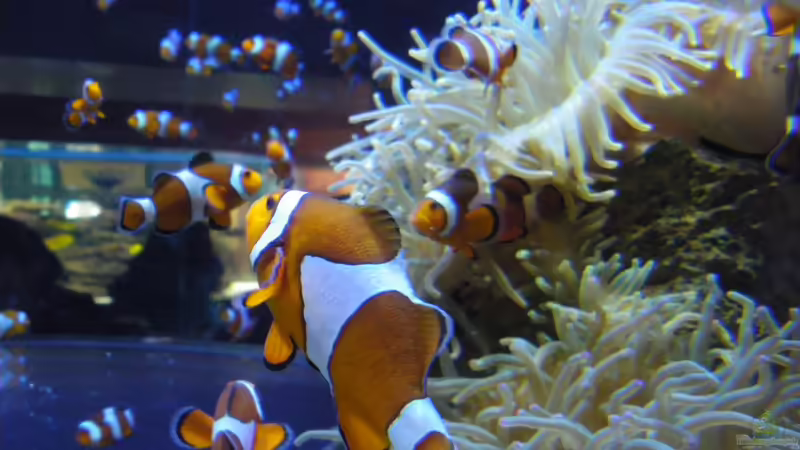 Suchet Nemo und findet einen Clownfisch