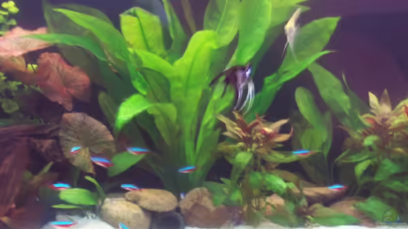 Süd -Mittelamerika Becken Süd -Mittelamerika Becken