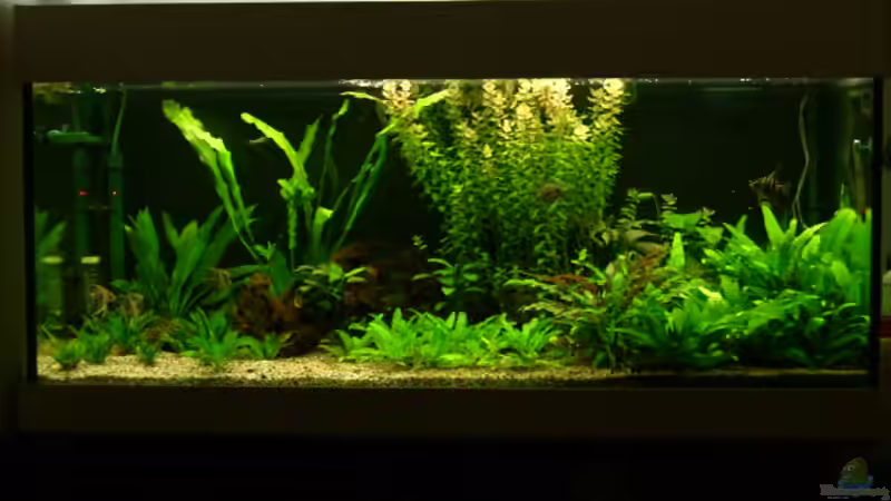 Süd/Mittelamerika Becken Frontansicht Süd/Mittelamerika Becken Frontansicht