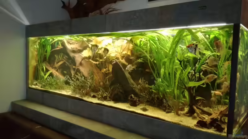 Südamerika Becken 200x70x70cm Südamerika Becken 200x70x70cm