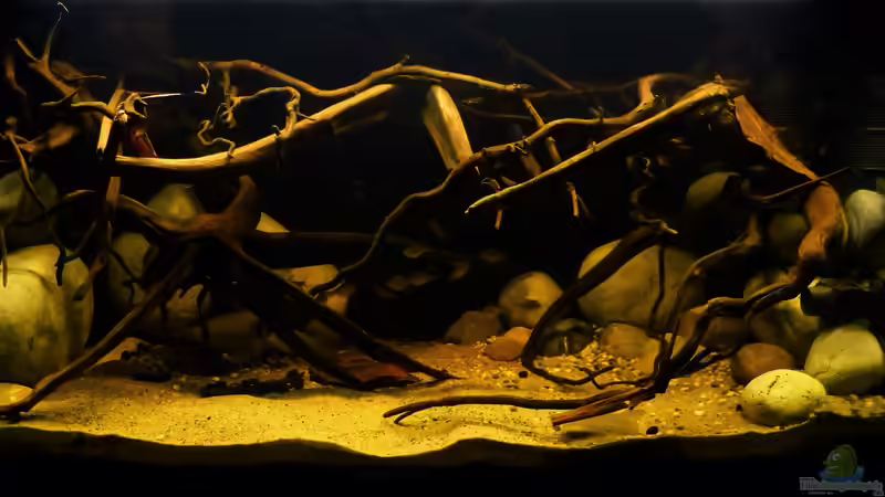 ~Südamerika-Biotop-Aquarium~ 13.08.16 ~Südamerika-Biotop-Aquarium~ 13.08.16