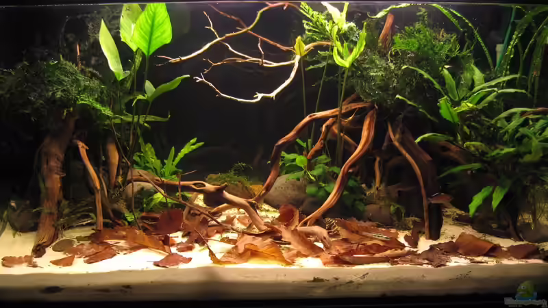 Südamerika Gesellschaftsbecken Südamerika Gesellschaftsbecken