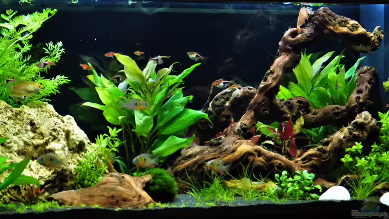 Südamerika trifft Südostasien Südamerika trifft Südostasien