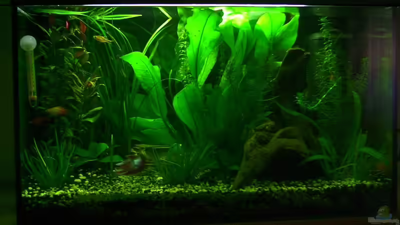 Südamerikabecken 80x40x50 Südamerikabecken 80x40x50