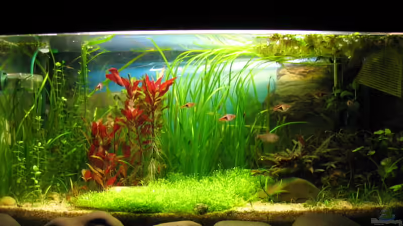 Südostasiatische Riccia Strasse Südostasiatische Riccia Strasse