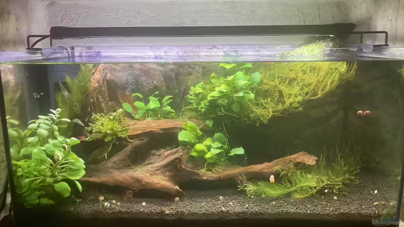 Sunken Tree Sunken Tree