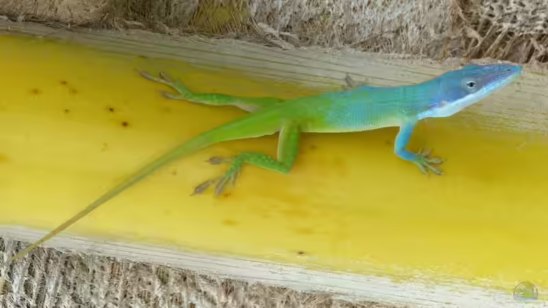 Supplementieren von Futtertieren bei der Reptilien- und Amphibienhaltung