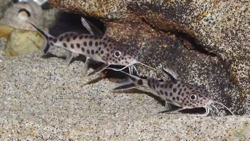 Aquarien mit Synodontis grandiops (Großaugen-Fiederbartwels)