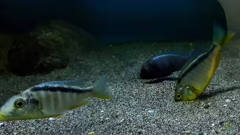 Aquarien mit Taeniolethrinops furcicauda