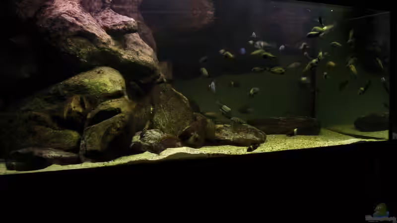 Tanganjiaksee 720 10/2012 Tanganjiaksee 720 10/2012