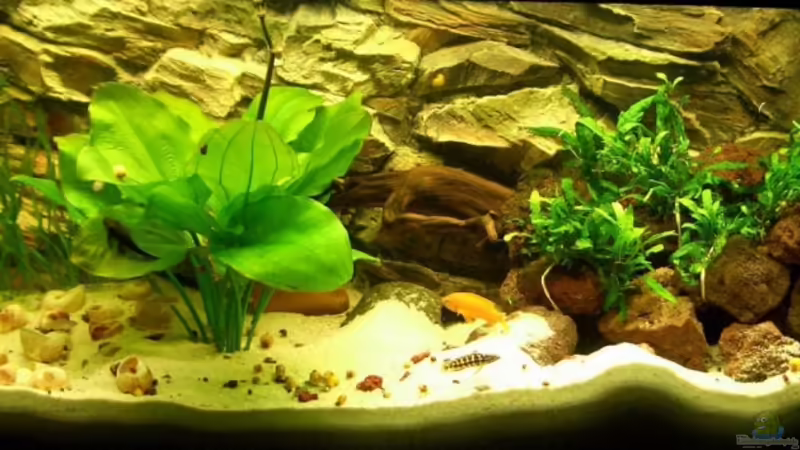 Tanganjika 240l Tanganjika 240l