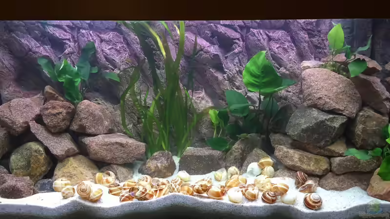 Tanganjika am Main Tanganjika am Main