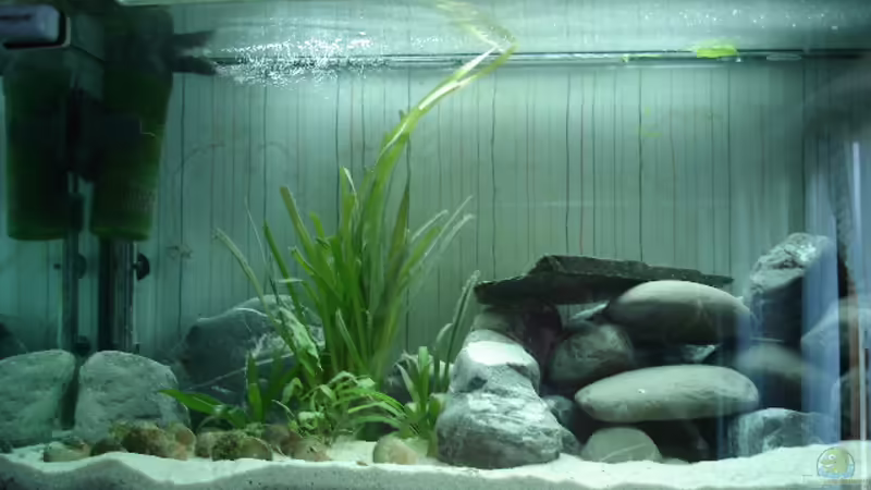 Tanganjika Becken Tanganjika Becken