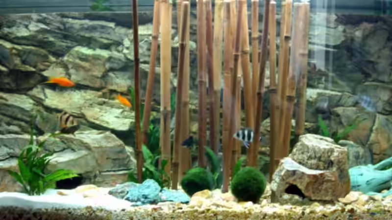 Tanganjika-Becken Tanganjika-Becken