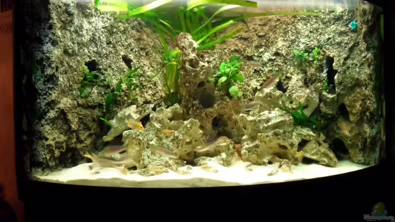 Tanganjika Ecke Tanganjika Ecke