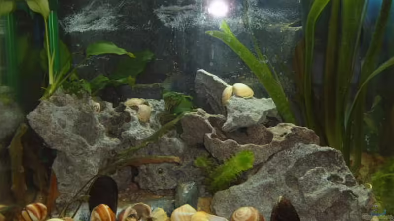 Tanganjika Tanganjika